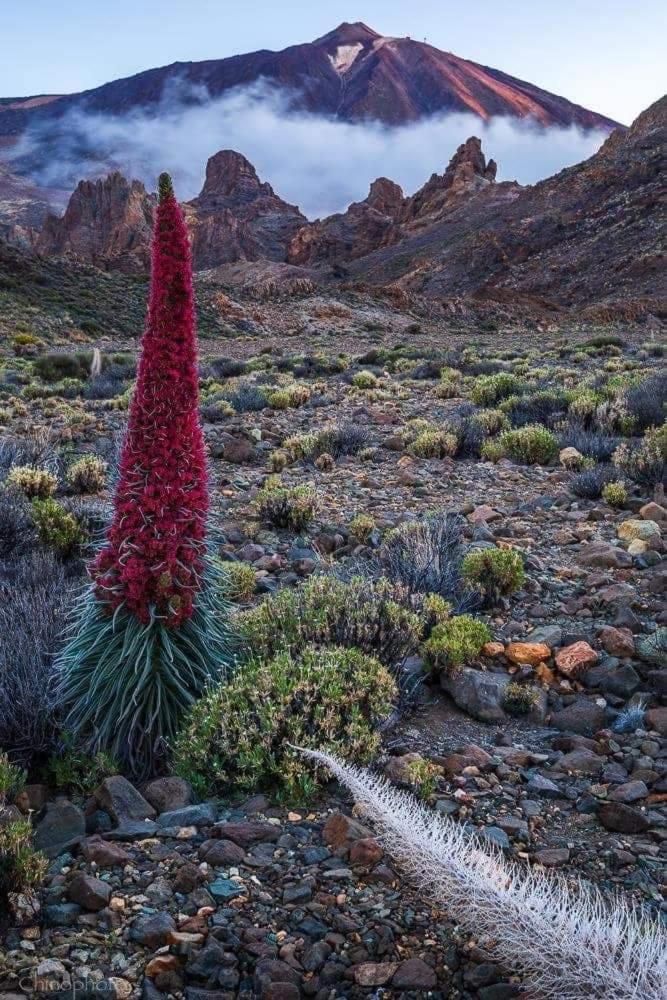 La Casita Ma Petite Folie Tenerife Santa Cruz de Tenerife Esterno foto